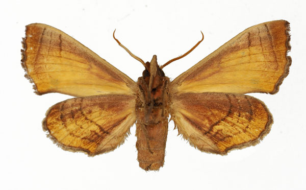 /filer/webapps/moths/media/images/P/paulianii_Gynoeryx_AM_Basquin_02.jpg