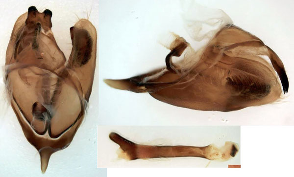 /filer/webapps/moths/media/images/P/paulianii_Gynoeryx_GM_Basquin.jpg