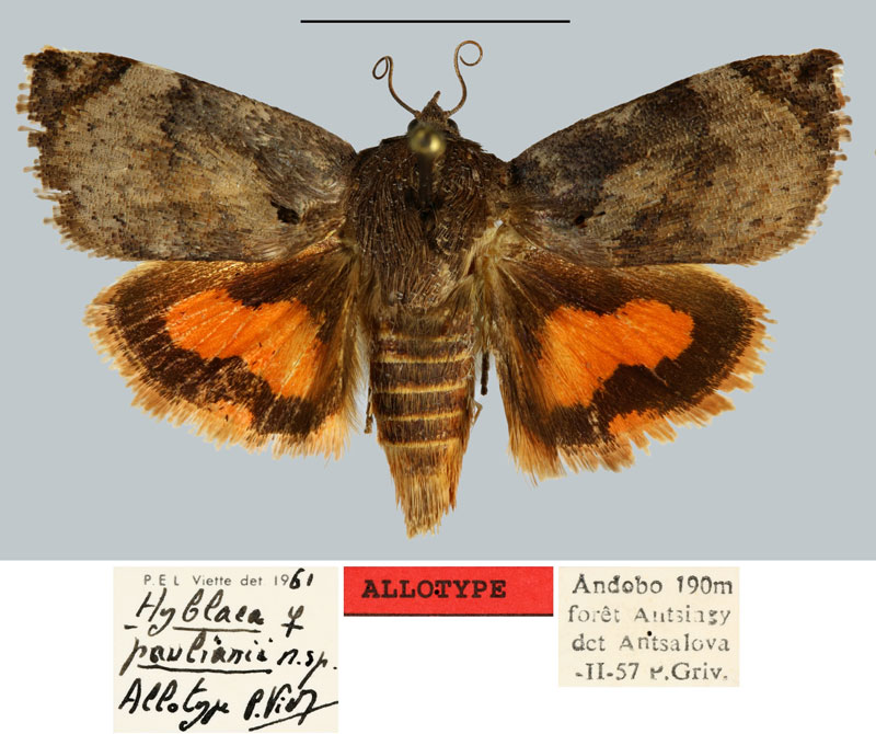 /filer/webapps/moths/media/images/P/paulianii_Hyblaea_AT_MNHNa.jpg