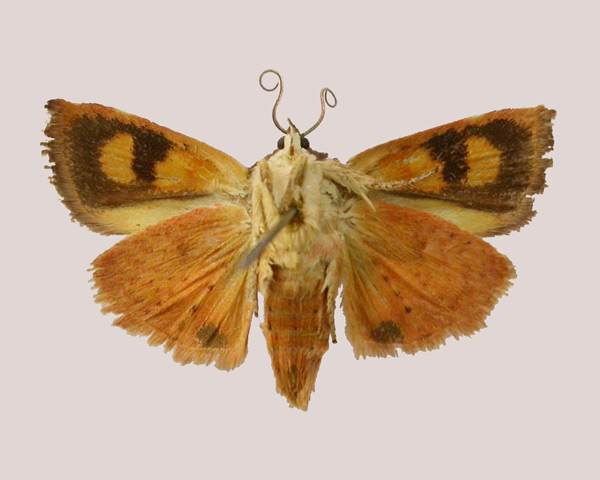 /filer/webapps/moths/media/images/P/paulianii_Hyblaea_AT_MNHNb.jpg