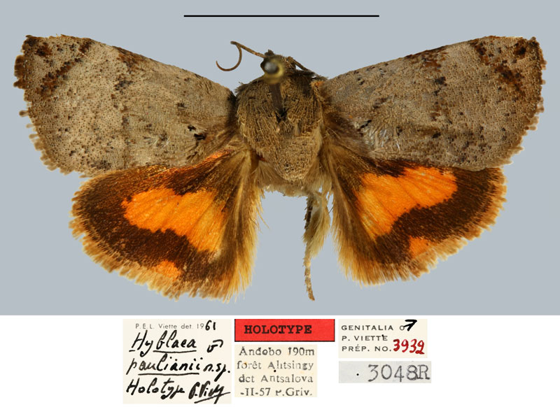 /filer/webapps/moths/media/images/P/paulianii_Hyblaea_HT_MNHNa.jpg