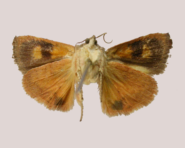 /filer/webapps/moths/media/images/P/paulianii_Hyblaea_HT_MNHNb.jpg