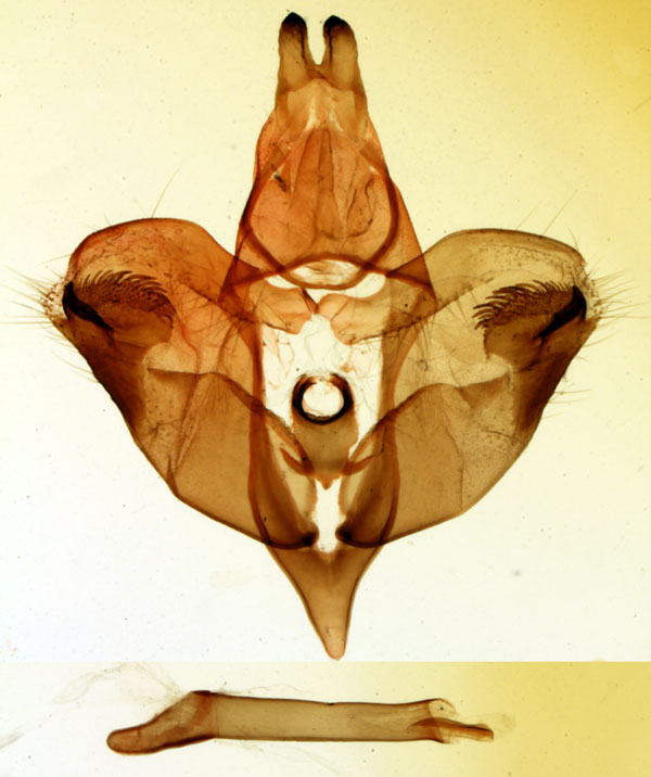 /filer/webapps/moths/media/images/P/paulianii_Polyptychus_GMHT_MNHN_3292.jpg