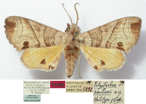 /filer/webapps/moths/media/images/P/paulianii_Polyptychus_HT_MNHN.jpg