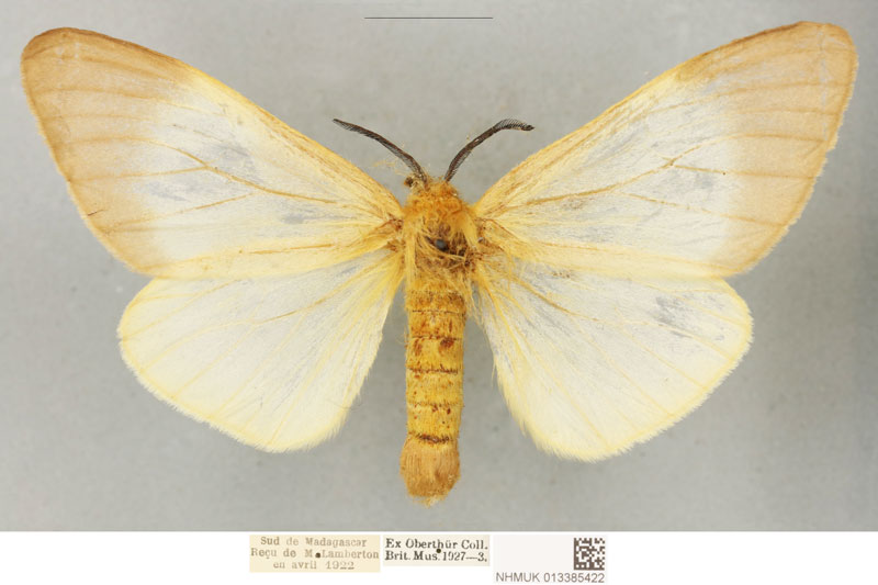 /filer/webapps/moths/media/images/P/paulinus_Coenostegia_PLTF_BMNH_01.jpg