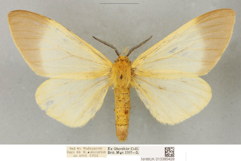 /filer/webapps/moths/media/images/P/paulinus_Coenostegia_PLTF_BMNH_02.jpg