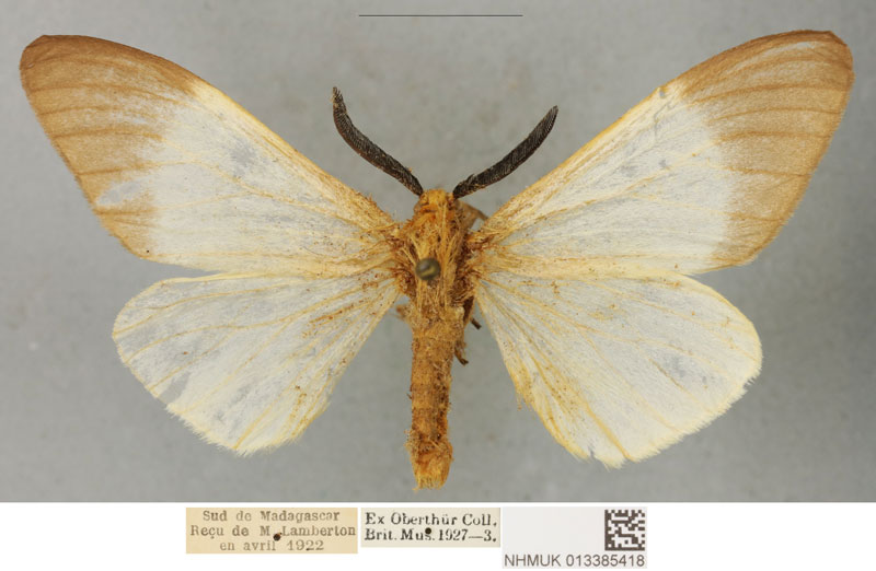 /filer/webapps/moths/media/images/P/paulinus_Coenostegia_PLTM_BMNH_02.jpg