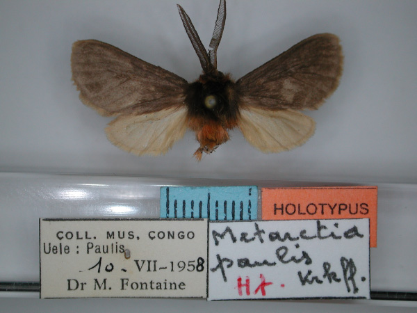 /filer/webapps/moths/media/images/P/paulis_Metarctia_HT_RMCA_01.jpg