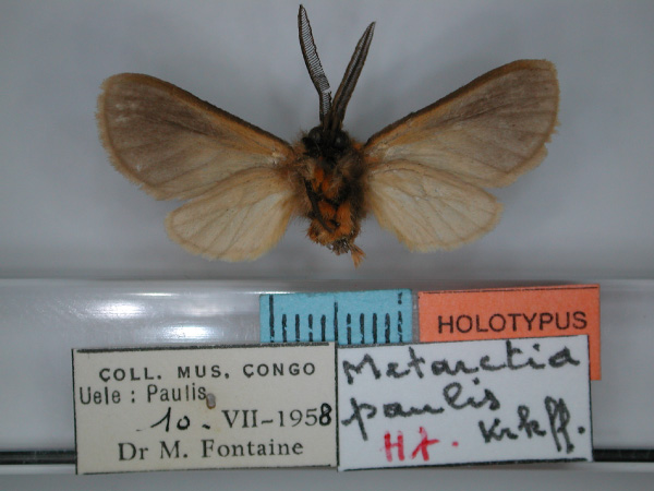 /filer/webapps/moths/media/images/P/paulis_Metarctia_HT_RMCA_02.jpg