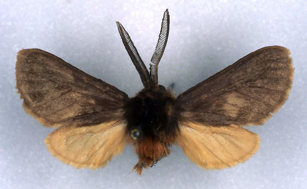 /filer/webapps/moths/media/images/P/paulis_Metarctia_HT_RMCA_03.jpg