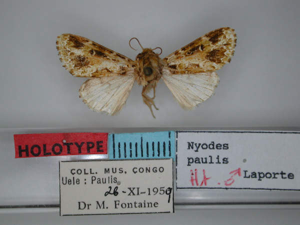 /filer/webapps/moths/media/images/P/paulis_Nyodes_HT_RMCA.jpg