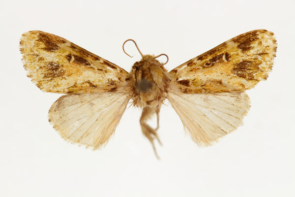 /filer/webapps/moths/media/images/P/paulis_Nyodes_HT_RMCA_02.jpg