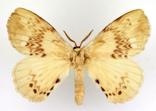 /filer/webapps/moths/media/images/P/paulisi_Stenoglene_AM_Basquin.jpg