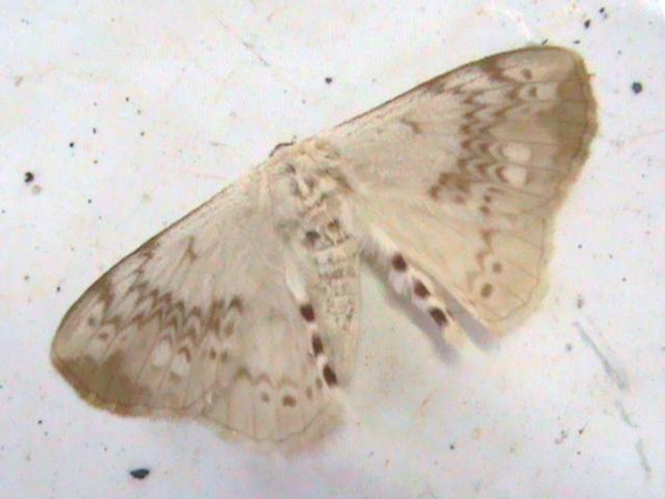 /filer/webapps/moths/media/images/P/paulisi_Stenoglene_A_Guyonnet.jpg