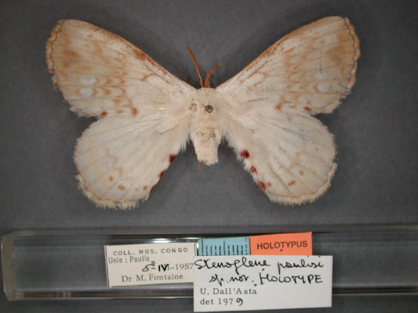 /filer/webapps/moths/media/images/P/paulisi_Stenoglene_HT_RMCA_01.jpg