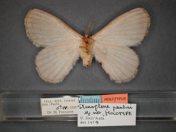/filer/webapps/moths/media/images/P/paulisi_Stenoglene_HT_RMCA_02.jpg