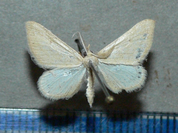 /filer/webapps/moths/media/images/P/paulula_Pseudosterrha_A_Goff.jpg