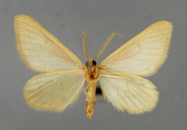 /filer/webapps/moths/media/images/P/paulula_Pseudosterrha_A_ZSM_02.jpg