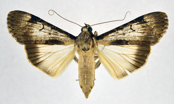 /filer/webapps/moths/media/images/P/paulumnodosa_Audea_A_NHMO.jpg