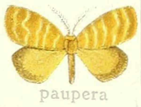 /filer/webapps/moths/media/images/P/paupera_Leptaroa_HT_Hering_22e.jpg