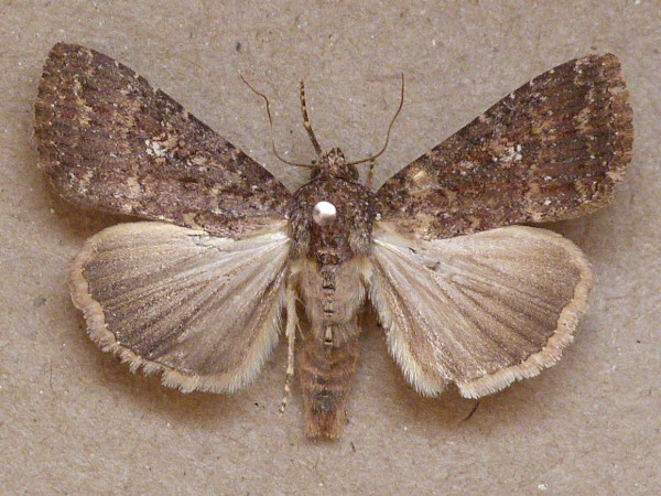 /filer/webapps/moths/media/images/P/pauperata_Condica_A_Butler.JPG