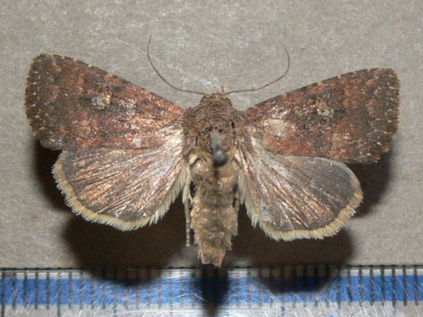 /filer/webapps/moths/media/images/P/pauperata_Condica_A_Goff_01.jpg