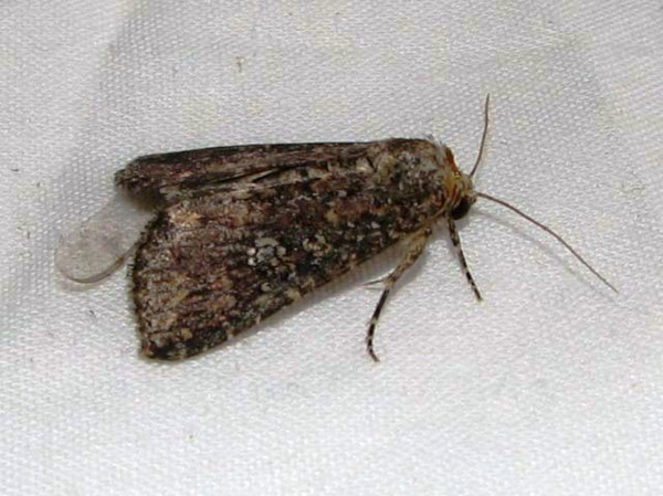 /filer/webapps/moths/media/images/P/pauperata_Condica_A_Goff_02.jpg
