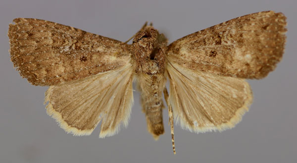 /filer/webapps/moths/media/images/P/pauperata_Condica_A_RMCA_01.jpg