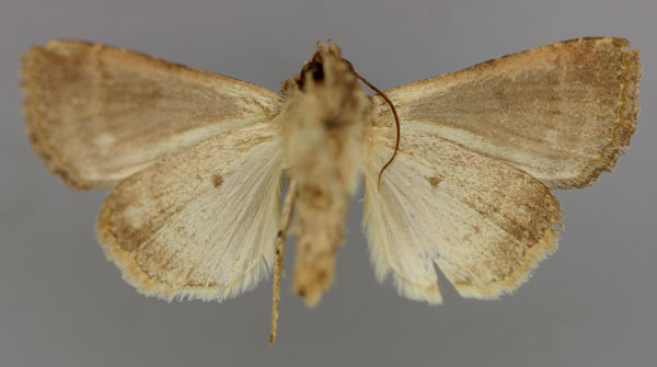 /filer/webapps/moths/media/images/P/pauperata_Condica_A_RMCA_02.jpg