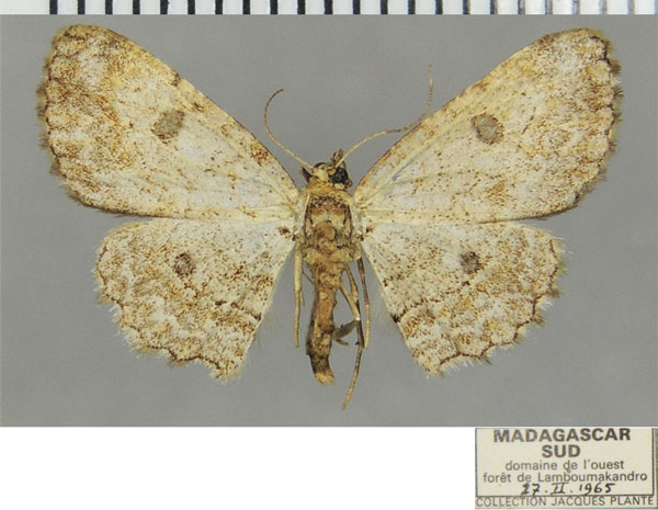 /filer/webapps/moths/media/images/P/pauperata_Orbamia_AF_ZSM.jpg