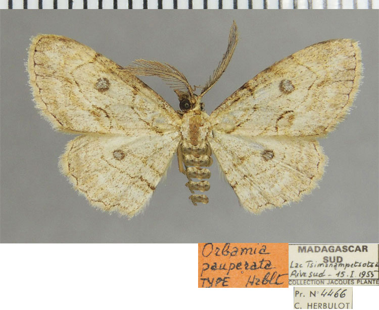 /filer/webapps/moths/media/images/P/pauperata_Orbamia_HT_ZSMa.jpg