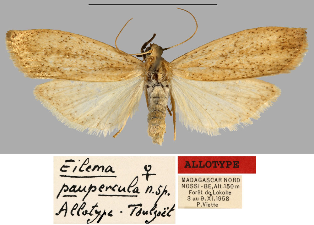 /filer/webapps/moths/media/images/P/paupercula_Eilema_AT_MNHN.jpg