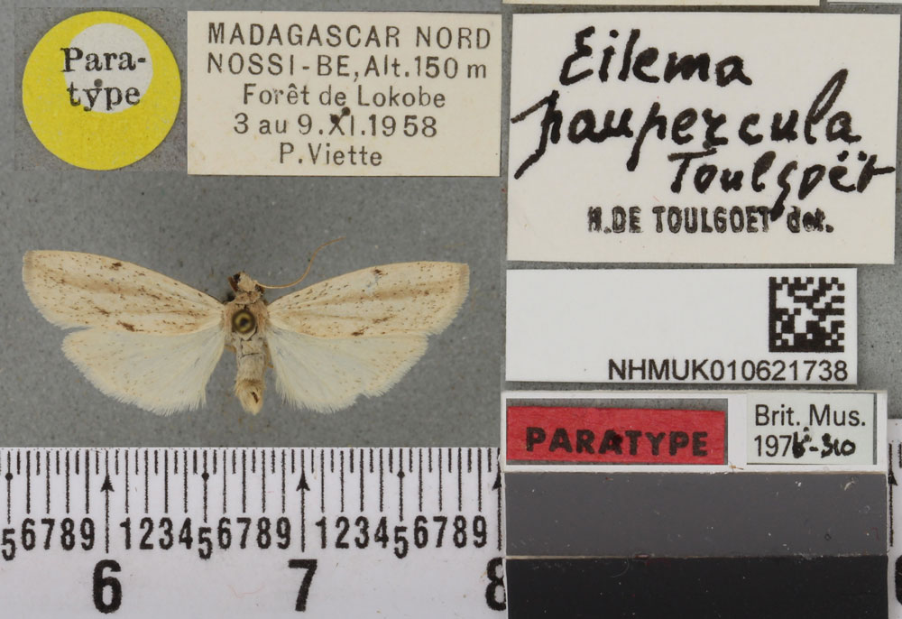 /filer/webapps/moths/media/images/P/paupercula_Eilema_PTM_BMNHa.jpg
