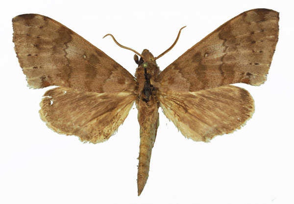 /filer/webapps/moths/media/images/P/paupercula_Polyptychus_AM_Basquin_02.jpg