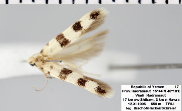 /filer/webapps/moths/media/images/P/pauperella_Deltophora_AM_ZMHB.jpg