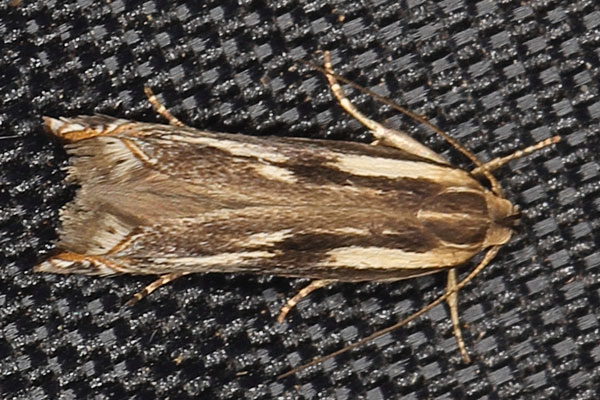 /filer/webapps/moths/media/images/P/pausimacha_Polyhymno_A_Heyns_02.jpg