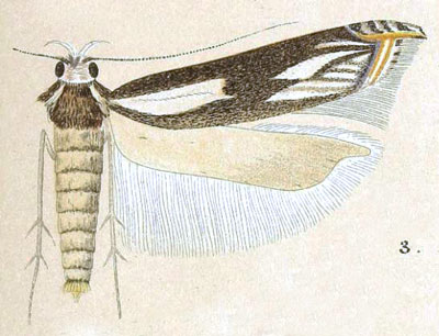/filer/webapps/moths/media/images/P/pausimacha_Polyhymno_HT_Meyrick_5-3.jpg