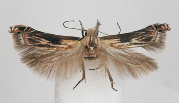 /filer/webapps/moths/media/images/P/pausimacha_Polyhymno_PTF_BMNH.jpg