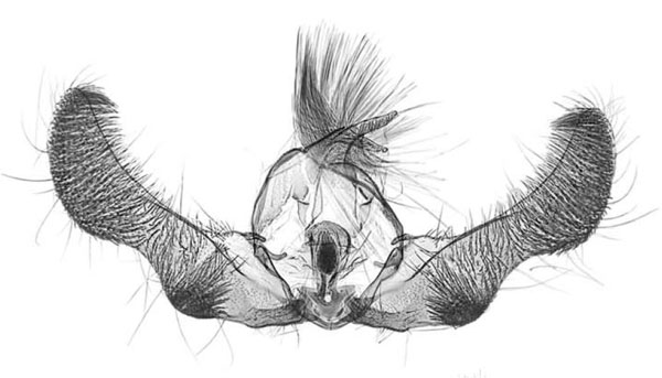 /filer/webapps/moths/media/images/P/pavesii_Gnathodracon_GMHT_MRSN.jpg
