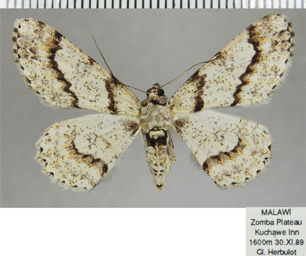 /filer/webapps/moths/media/images/P/pavlitzkiae_Cleora_AF_ZSM_02.jpg