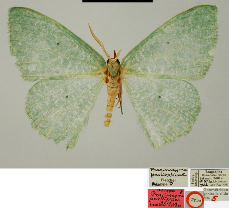 /filer/webapps/moths/media/images/P/pavlitzkiae_Prasinocyma_HT_ZSMa.jpg