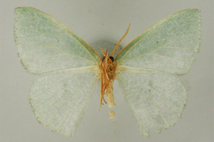 /filer/webapps/moths/media/images/P/pavlitzkiae_Prasinocyma_HT_ZSMb.jpg