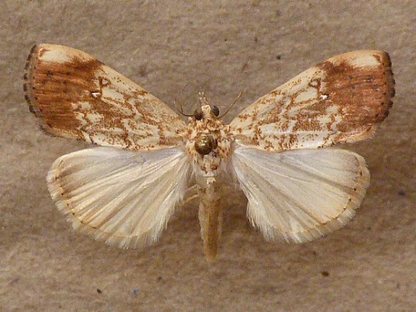 /filer/webapps/moths/media/images/P/pavonana_Crocidolomia_A_Butler.jpg