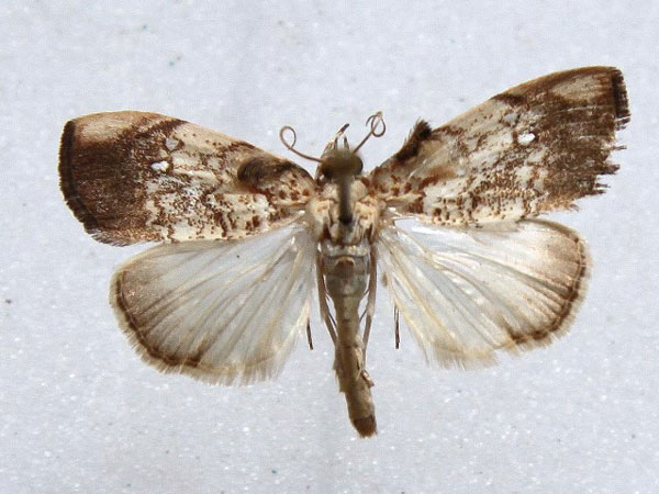 /filer/webapps/moths/media/images/P/pavonana_Crocidolomia_A_Goff_01.jpg