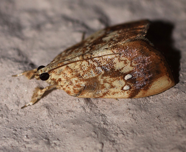 /filer/webapps/moths/media/images/P/pavonana_Crocidolomia_A_Heyns_02.jpg