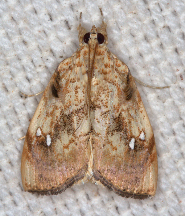 /filer/webapps/moths/media/images/P/pavonana_Crocidolomia_A_Heyns_03.jpg