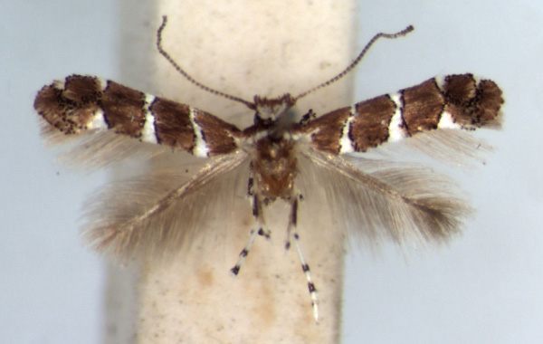 /filer/webapps/moths/media/images/P/pavoniae_Phyllonorycter_AM_RMCA.jpg