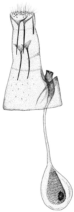 /filer/webapps/moths/media/images/P/pavoniae_Phyllonorycter_GF_DePrins7497.jpg