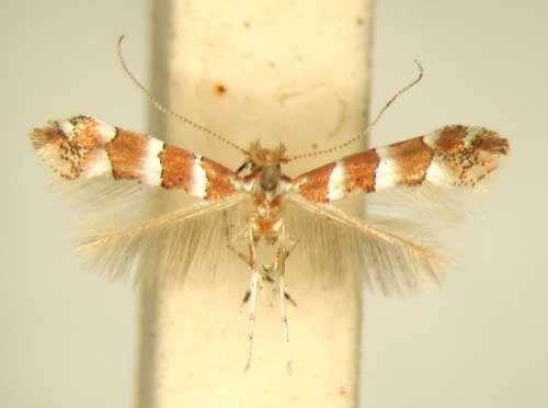 /filer/webapps/moths/media/images/P/pavoniae_Phyllonorycter_HT_TMSA6391.jpg