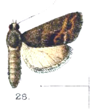 /filer/webapps/moths/media/images/P/pavonialis_Ptychopseustis_Hampson_1896_10_28.jpg